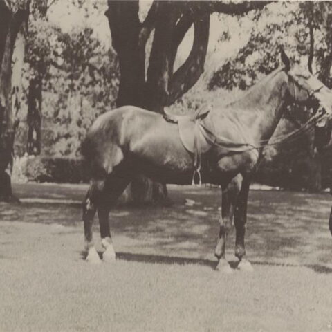 Barton Daisy & Horse